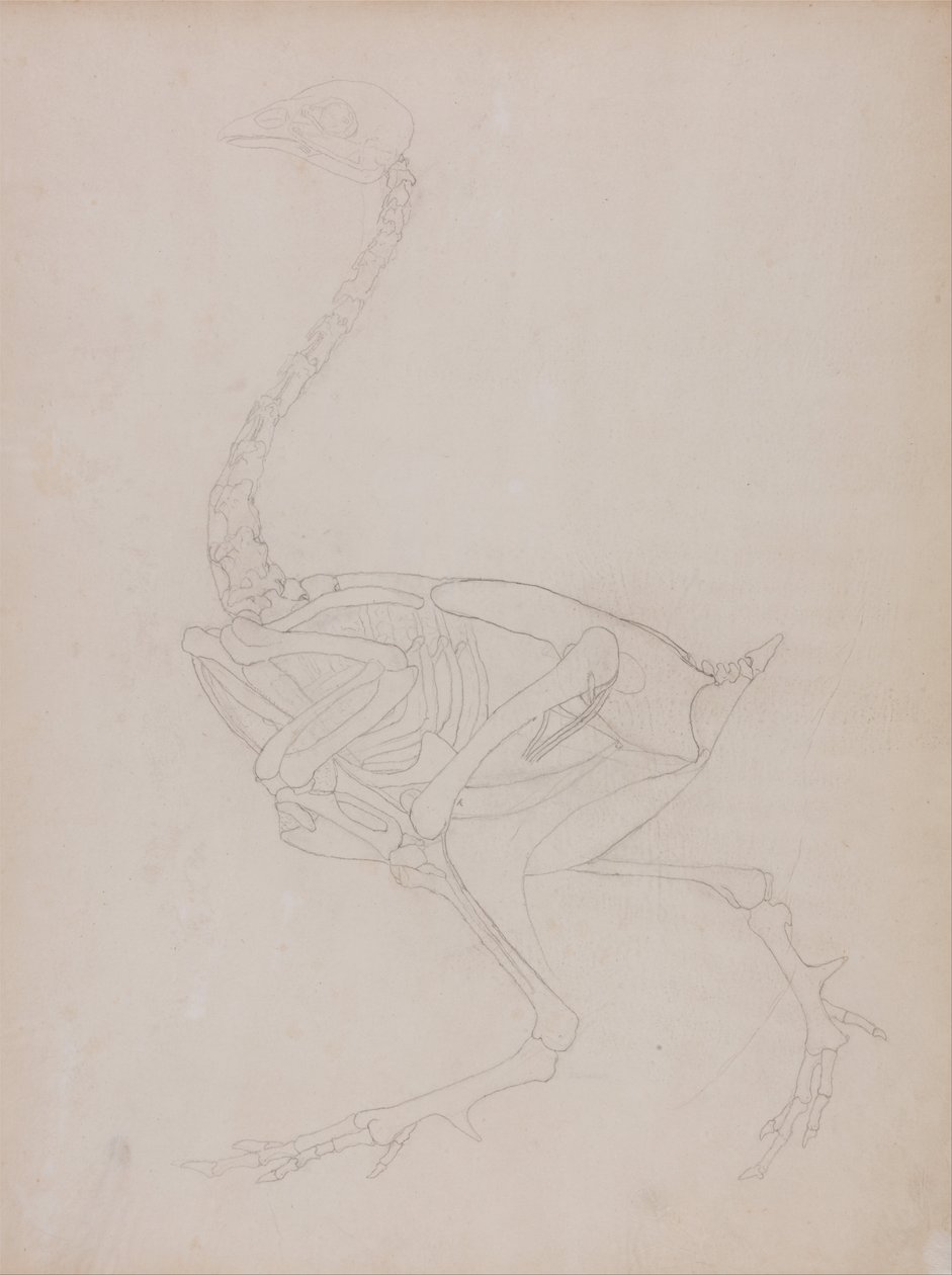 En komparativ anatomisk utstilling av menneskekroppens struktur med en tiger og en ... av George Stubbs
