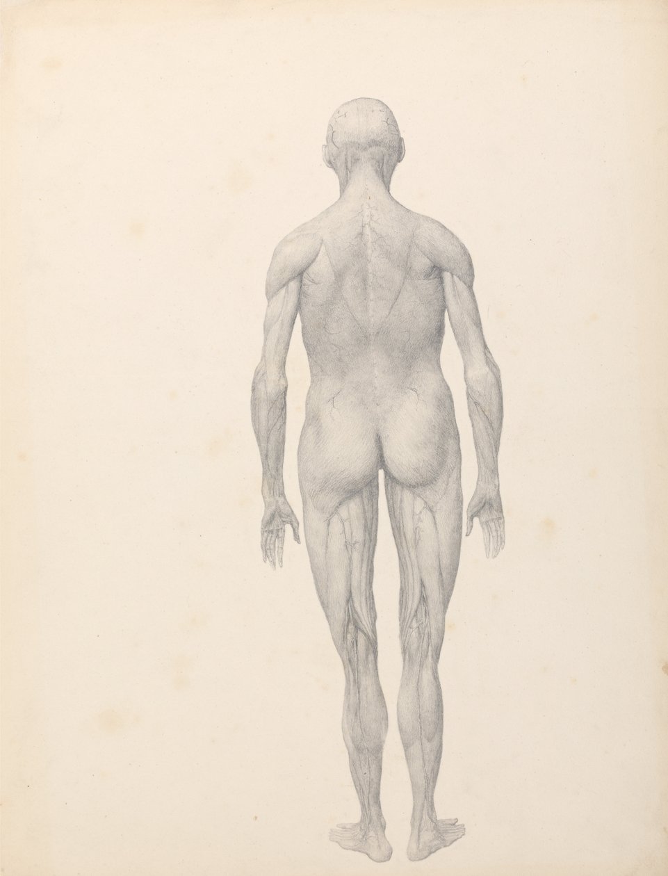 En komparativ anatomisk utstilling av menneskekroppens struktur med en tiger og en ... av George Stubbs