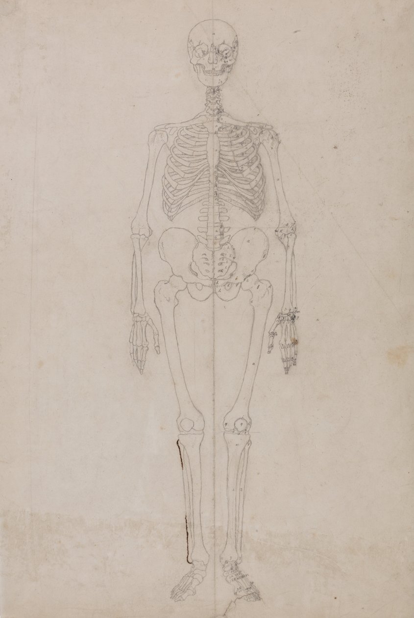 En komparativ anatomisk utstilling av menneskekroppens struktur med en tiger og en ... av George Stubbs