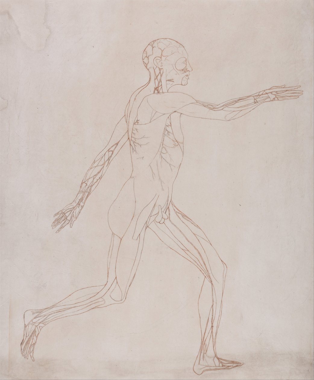 En komparativ anatomisk utstilling av menneskekroppens struktur med en tiger og en ... av George Stubbs