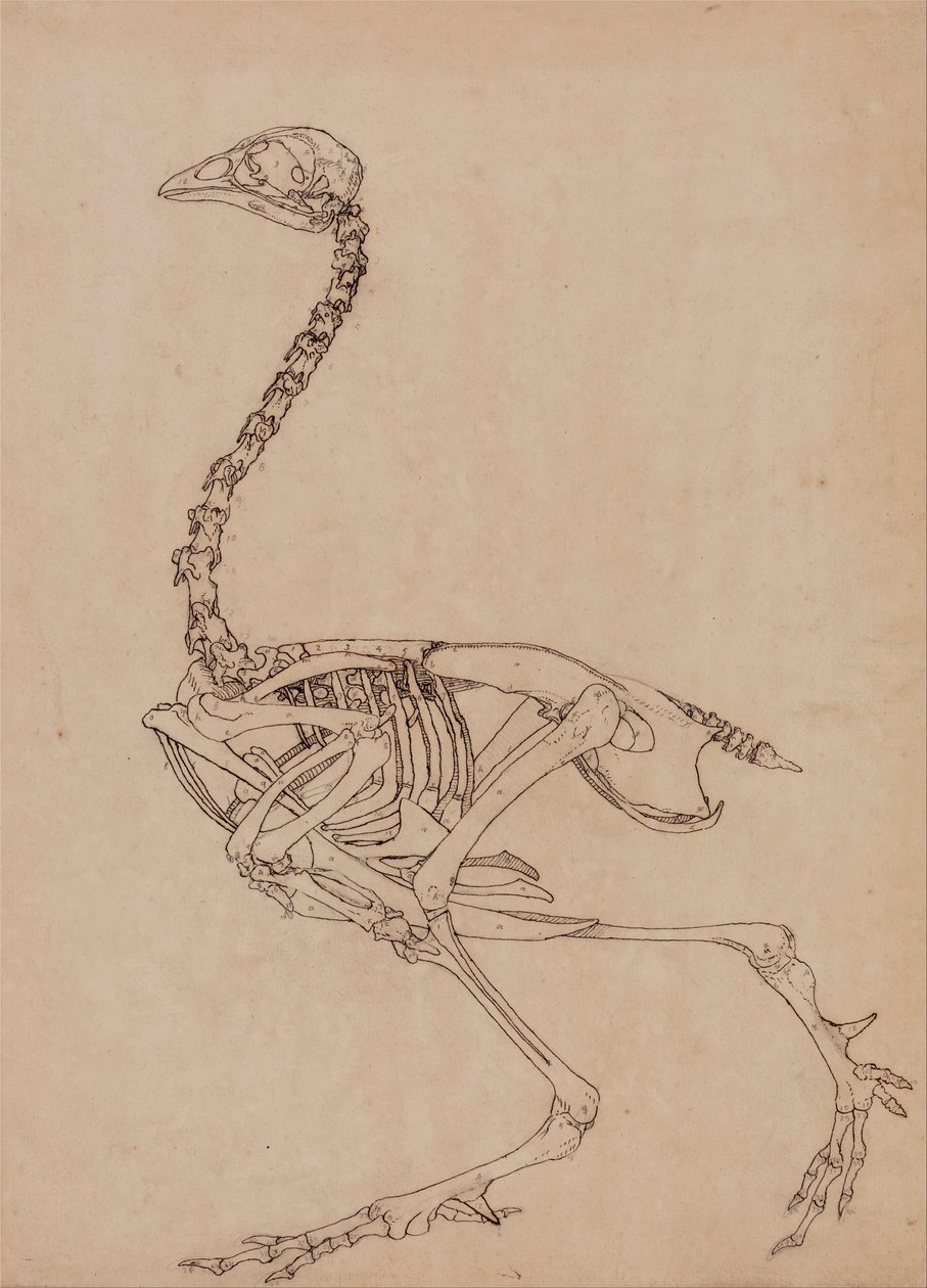 En komparativ anatomisk utstilling av menneskekroppens struktur med en tiger og en ... av George Stubbs