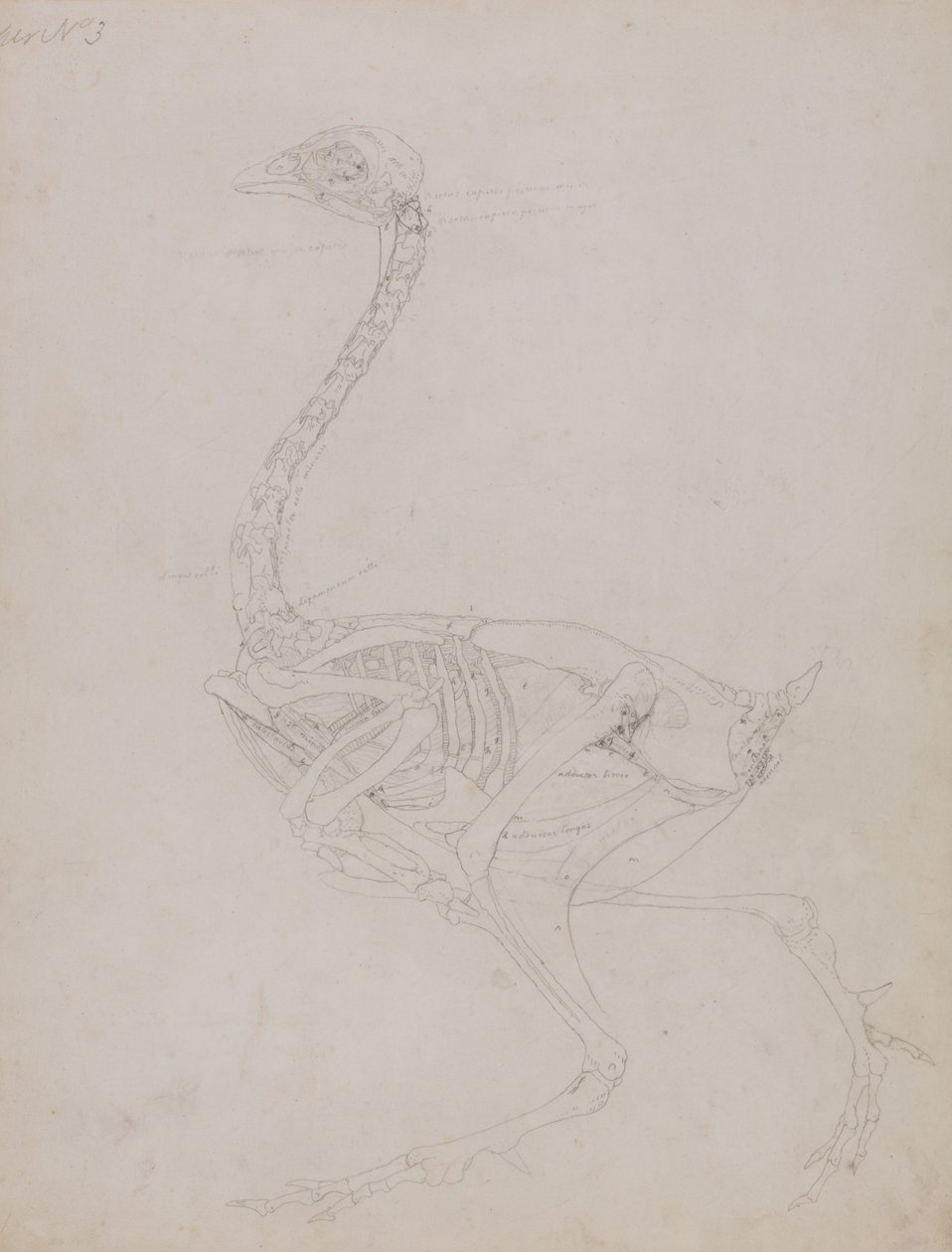En komparativ anatomisk utstilling av menneskekroppens struktur med en tiger og en ... av George Stubbs