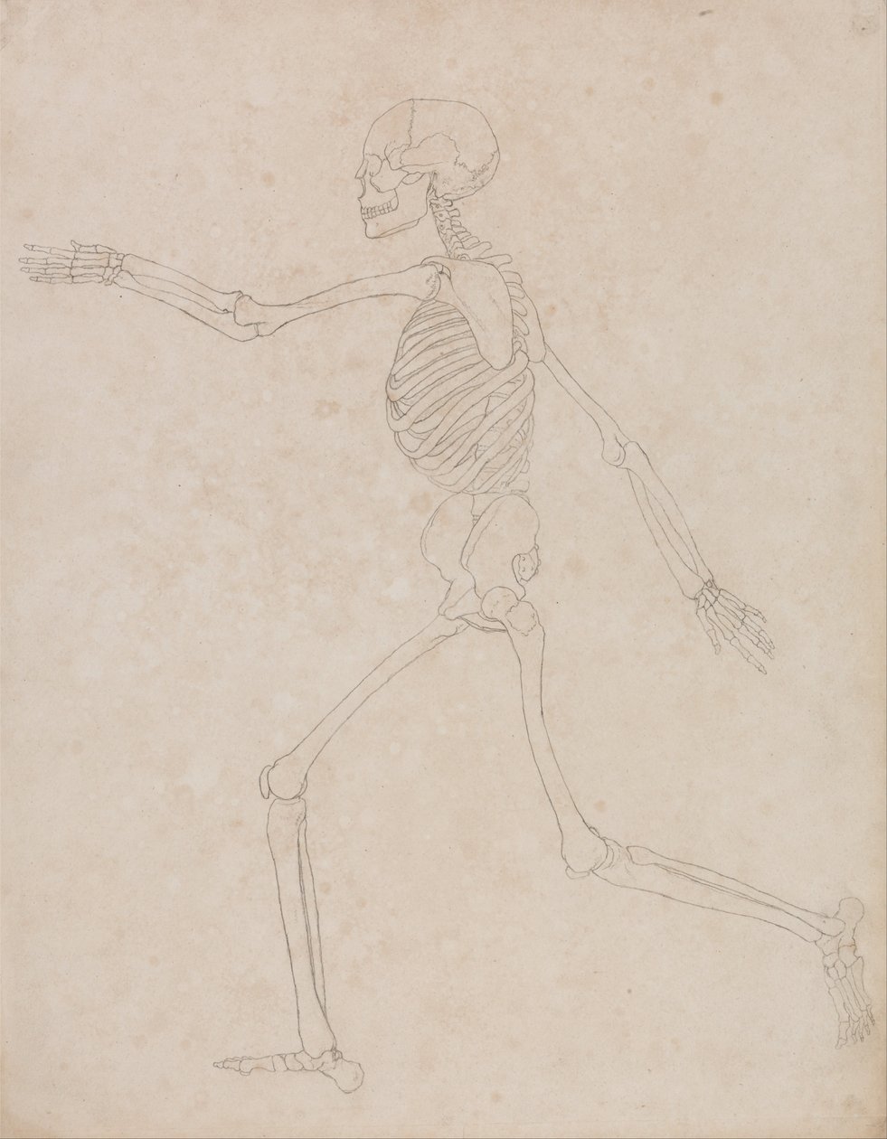 En komparativ anatomisk utstilling av menneskekroppens struktur med en tiger og en ... av George Stubbs