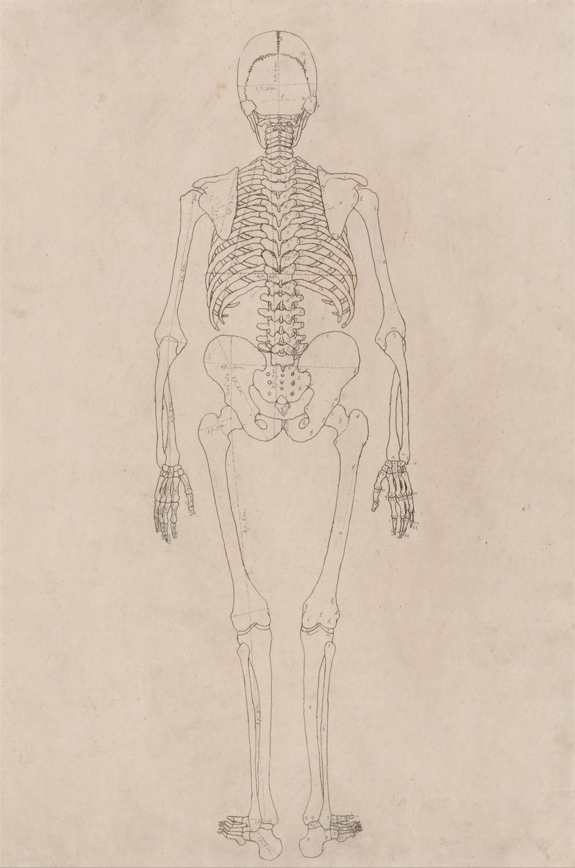 En komparativ anatomisk utstilling av menneskekroppens struktur med en tiger og en ... av George Stubbs