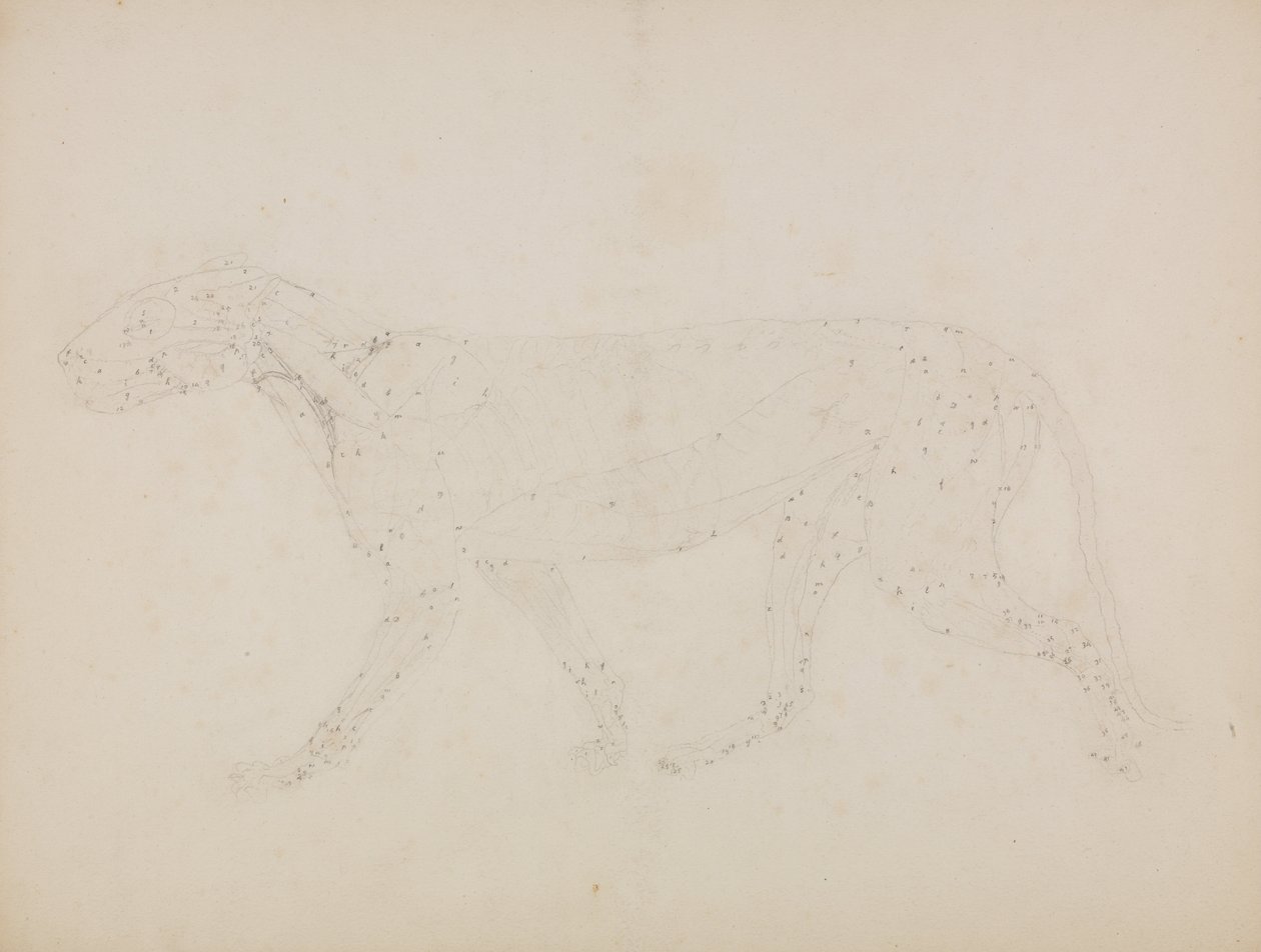 En komparativ anatomisk utstilling av menneskekroppens struktur med en tiger og en ... av George Stubbs