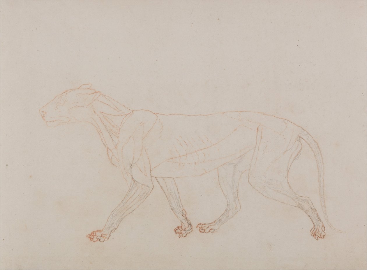 En komparativ anatomisk utstilling av menneskekroppens struktur med en tiger og en ... av George Stubbs