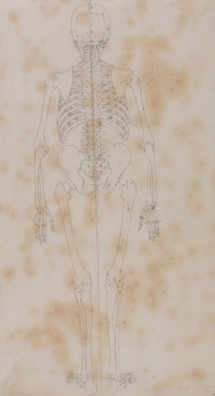 En komparativ anatomisk utstilling av menneskekroppens struktur med en tiger og en ... av George Stubbs