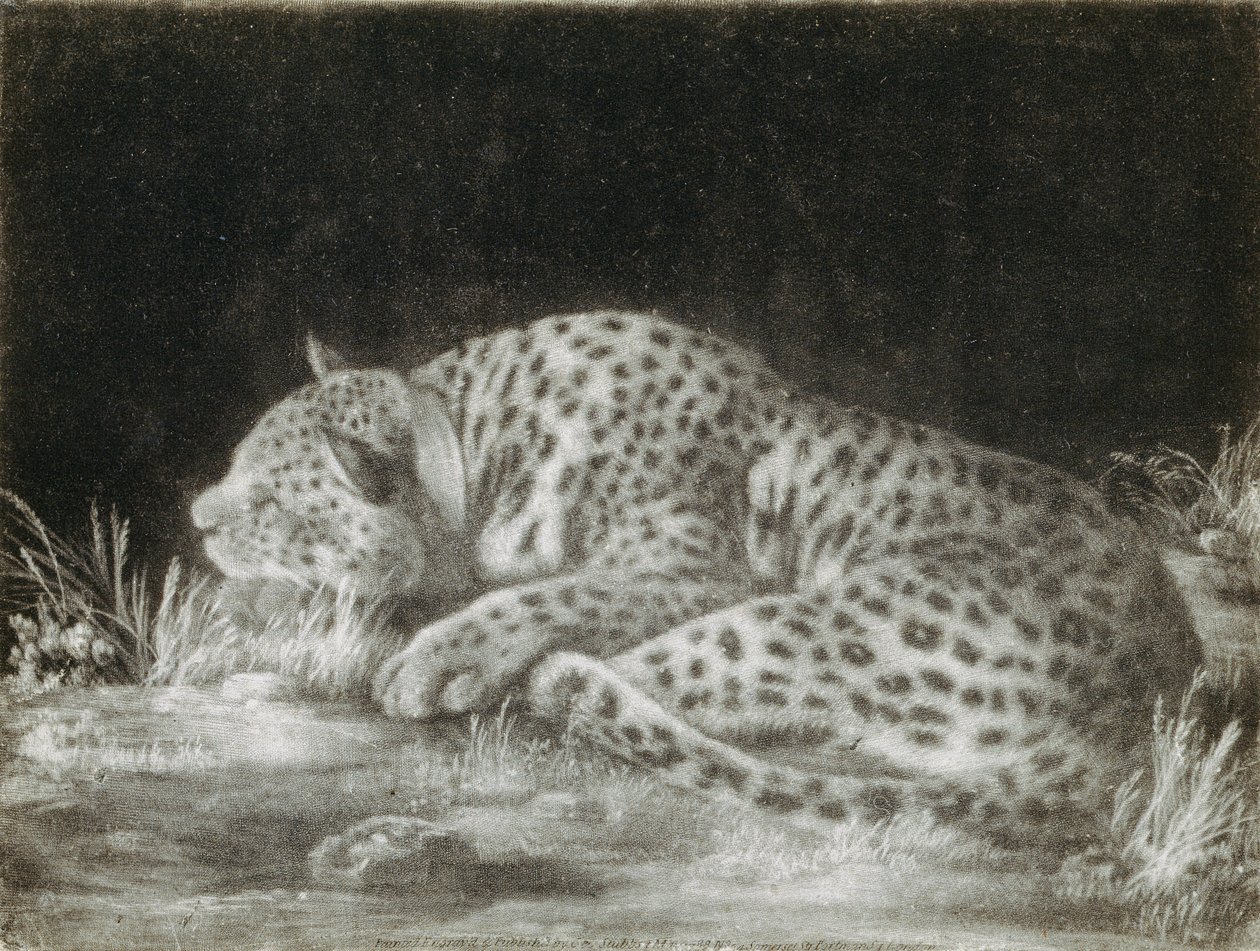 A Tyger (A Sleeping Cheetah) (mezzotint) av George Stubbs