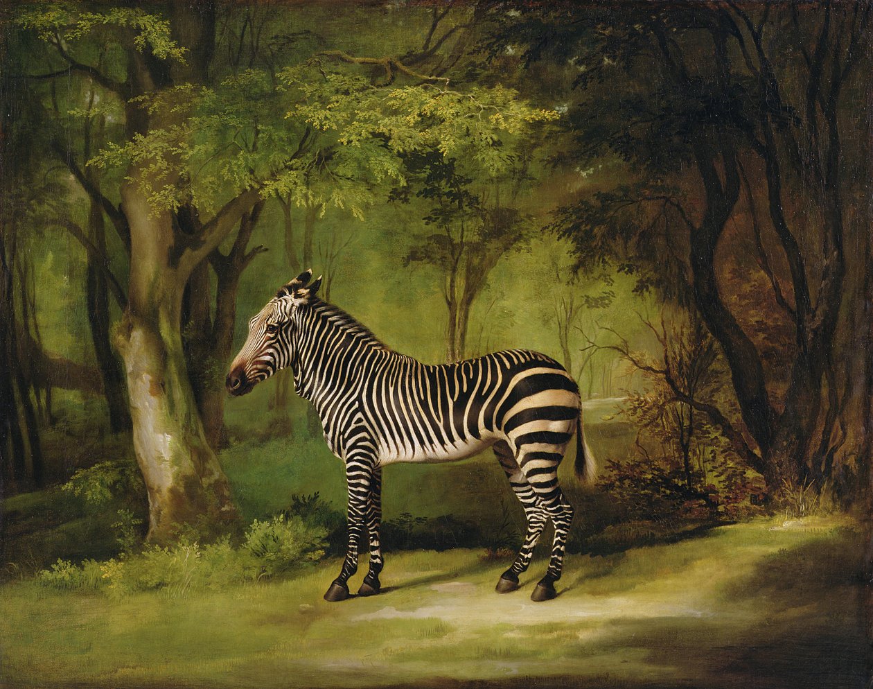 En sebra, 1763 av George Stubbs