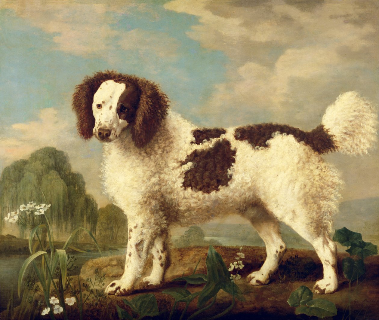 Brun og hvit Norfolk eller Water Spaniel, 1778 av George Stubbs