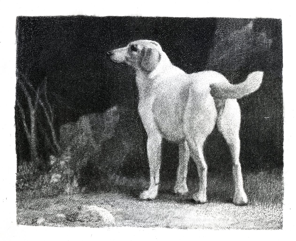 Hund, 1788 av George Stubbs