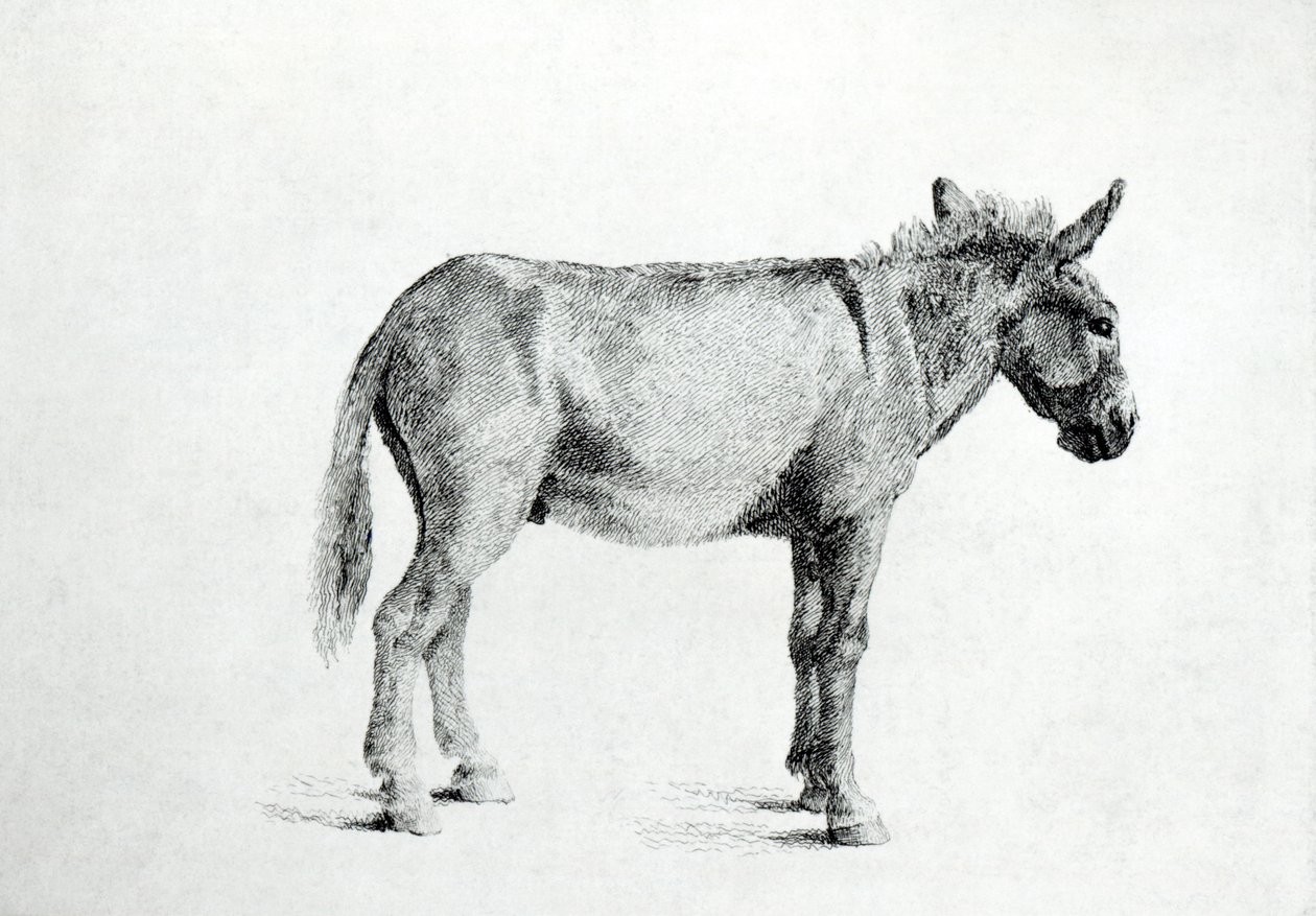 Esel 1766 (penn og blekk på papir) av George Stubbs