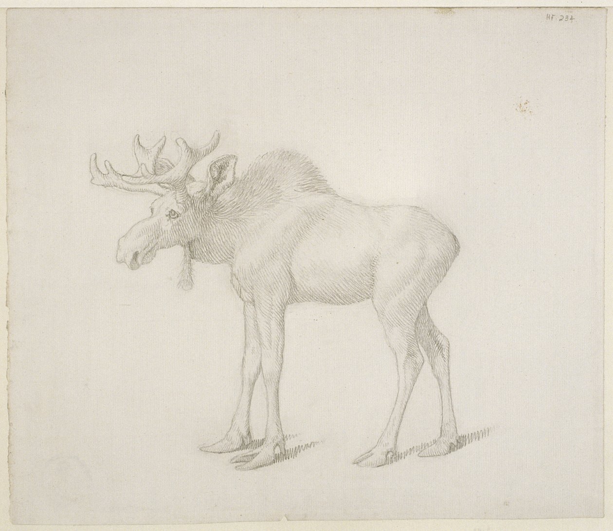Tegning av Duke of Richmonds Second Bull Moose av George Stubbs