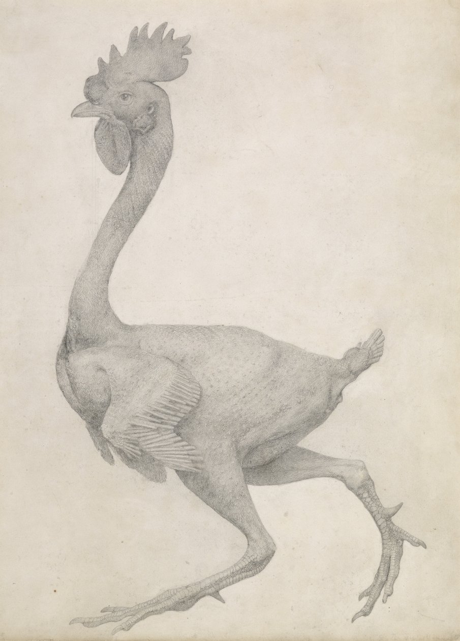 Fowl: Lateral view with Most Feathers Removed, fra serien "A Comparative Anatomical Exposition of the Structure of the Human Body with the Structure of the Human Body with the of a Tiger and a Common Fowl" (grafitt på papir) av George Stubbs