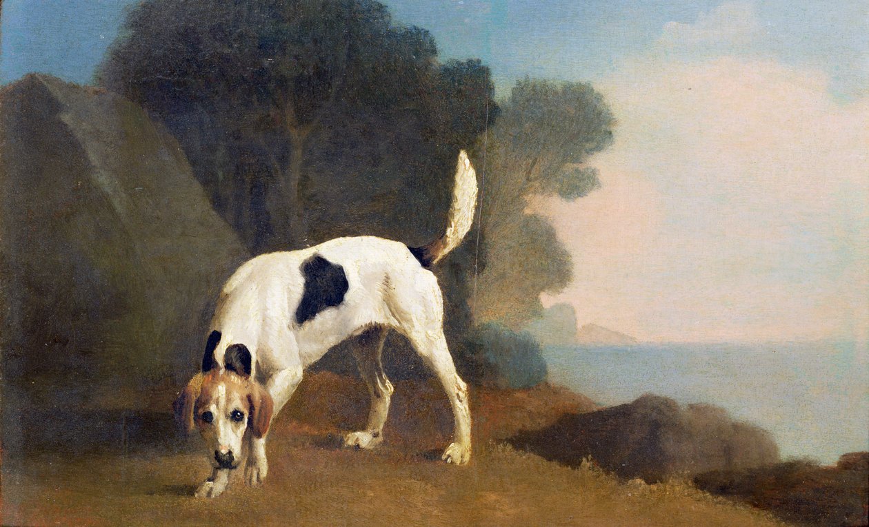 Foxhound on the Scent, ca. 1760 (olje på papir lagt om bord) av George Stubbs