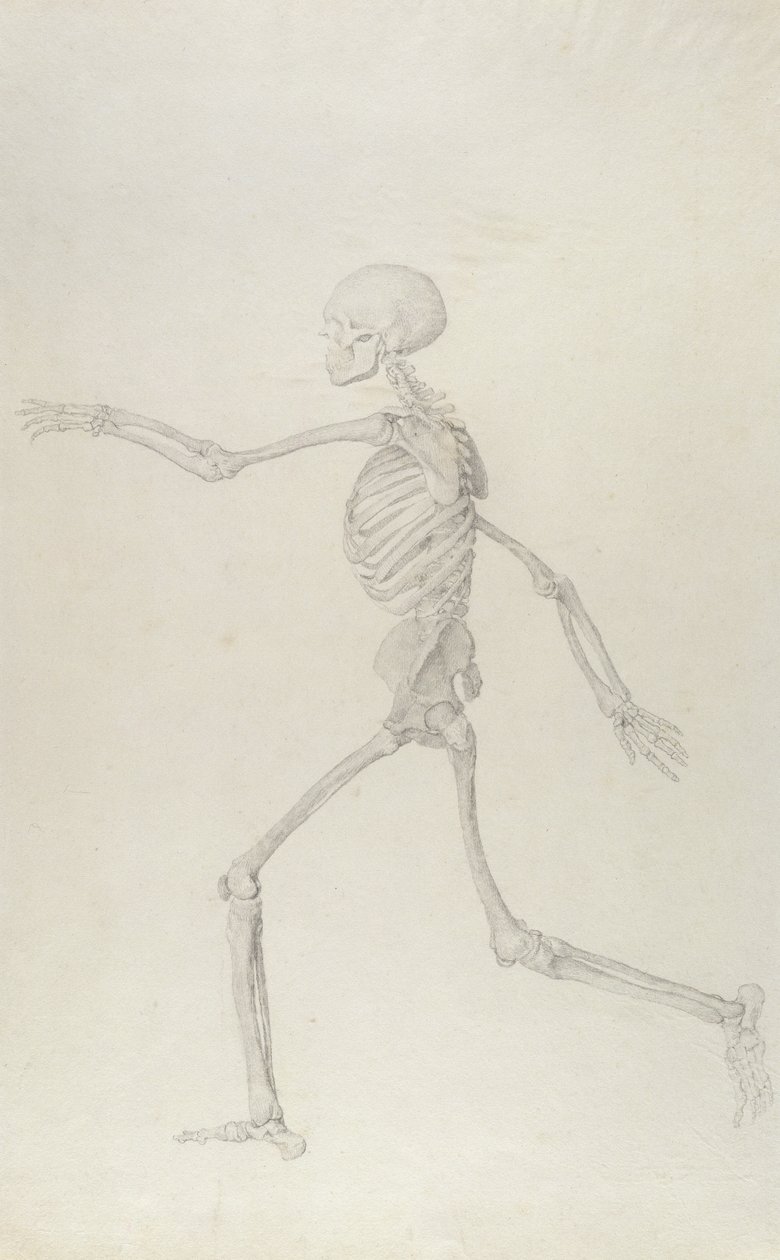 Menneskelig skjelett, sidevisning sett fra venstre, løpende, illustrasjon fra "En sammenlignende anatomisk utstilling av strukturen til menneskekroppen med strukturen til en tiger og en fugl", 1795-1806 ( av George Stubbs