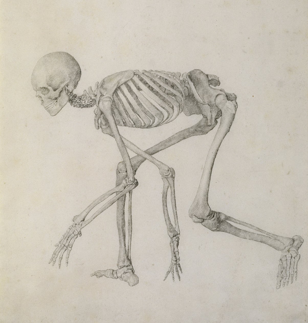 Human Skeleton: Lateral view in Crouching Posture, fra serien 