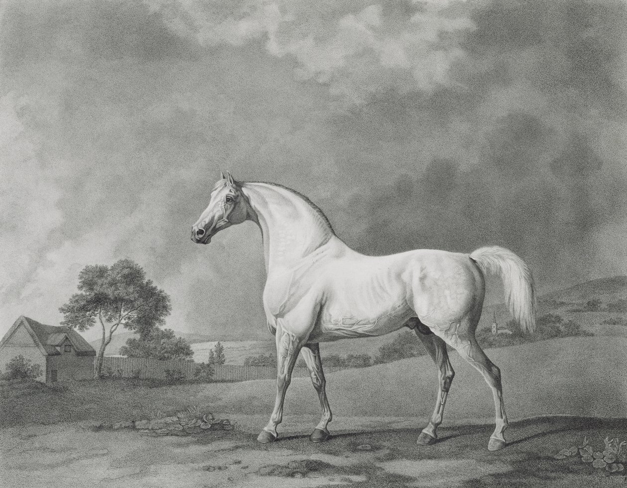 Mambrino, gravert av George Townley Stubbs (1756-1815) pub. 1794 av George Stubbs