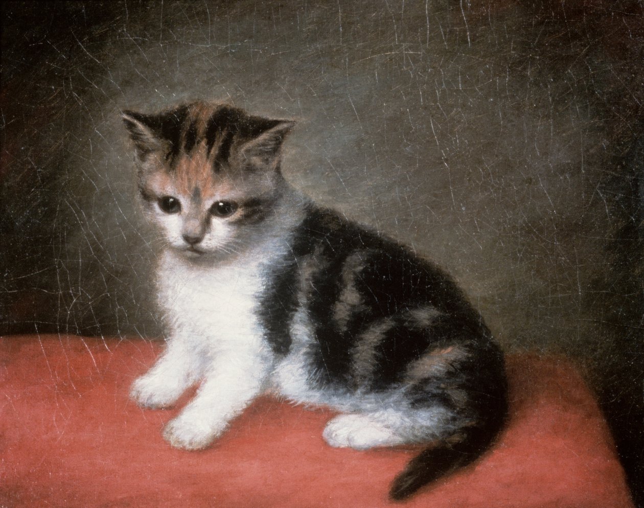 Frøken Ann Whites kattunge, 1790 av George Stubbs