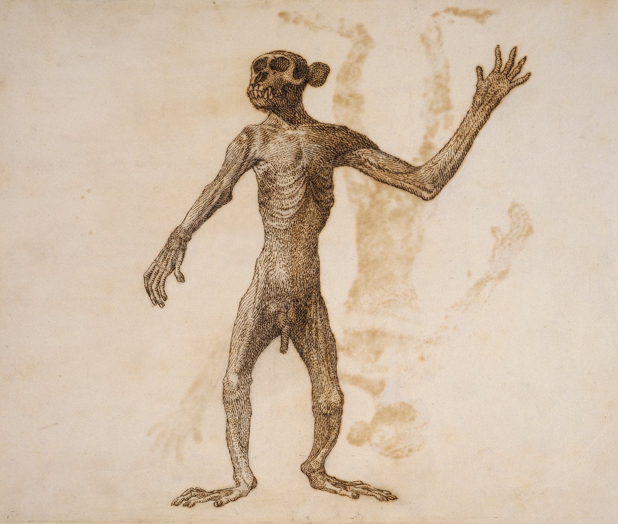 Monkey Standing, Anterior View (penn og blekk over grafitt på papir) av George Stubbs