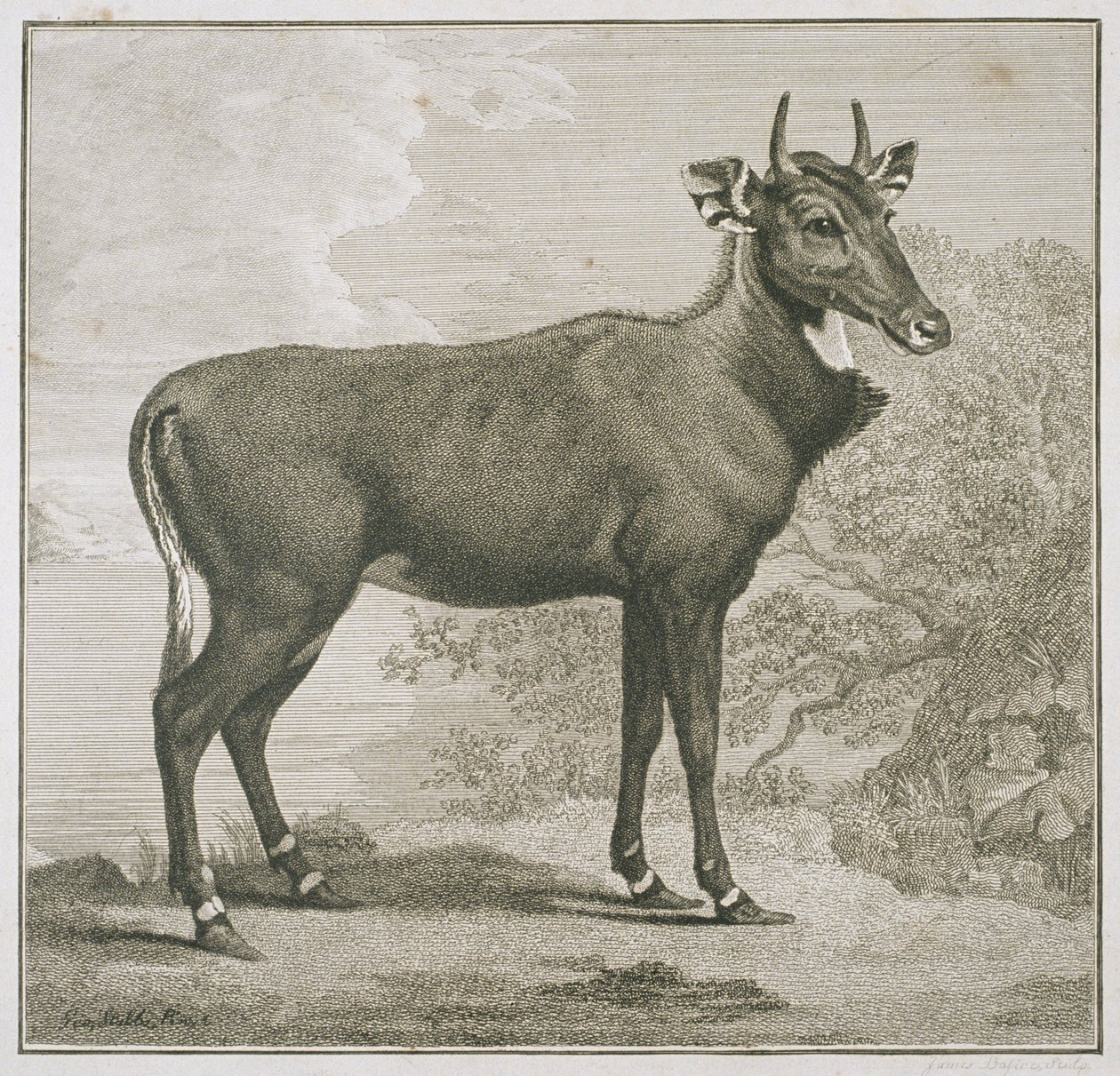 Plate av Nyl-ghan, gravert av James Basire (1730-1802) av George Stubbs