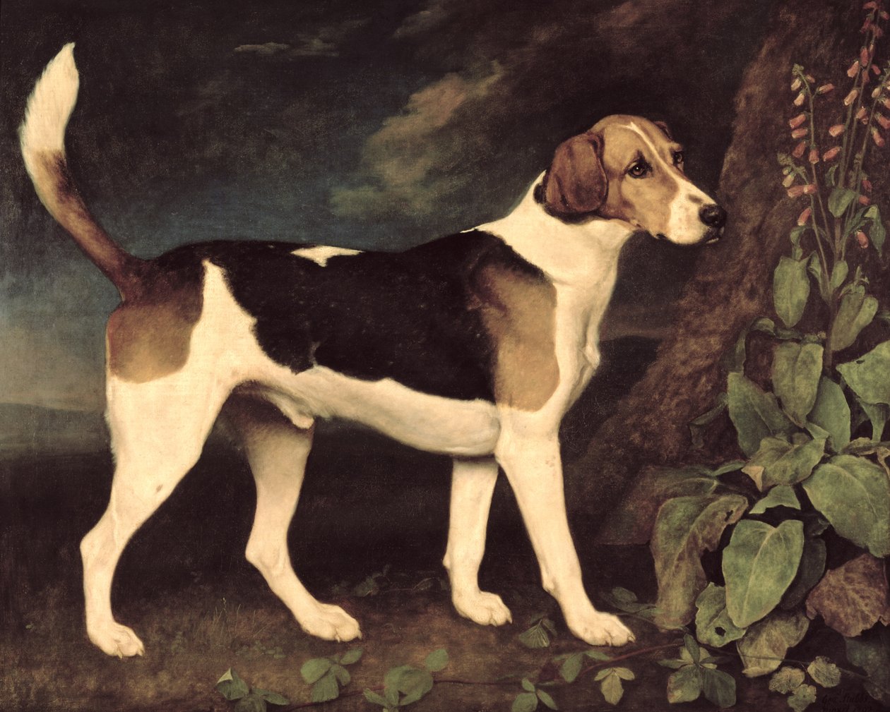 Ringwood, en Brocklesby Foxhound, 1792 av George Stubbs