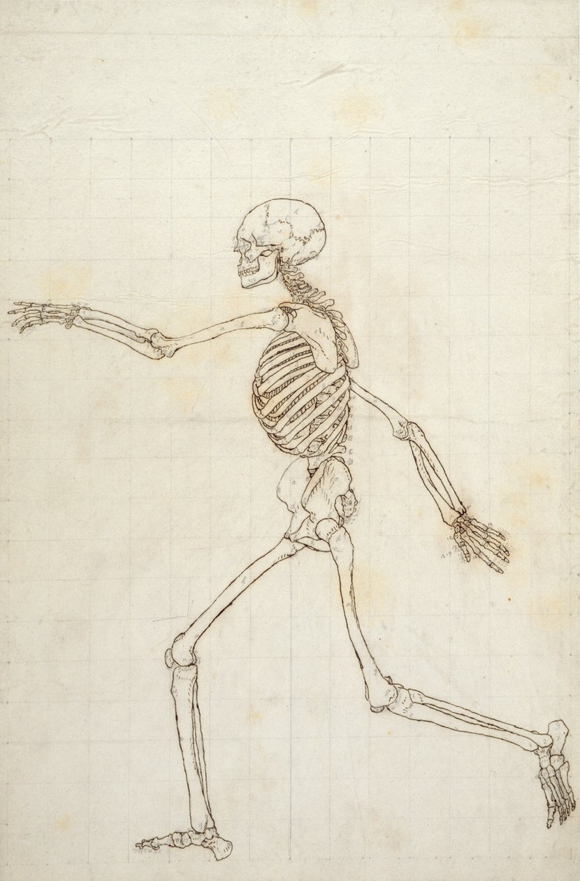 Studie av den menneskelige figuren, sidevisning, fra 