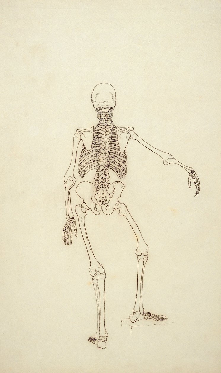 Studie av den menneskelige figuren, posteriort syn, fra 