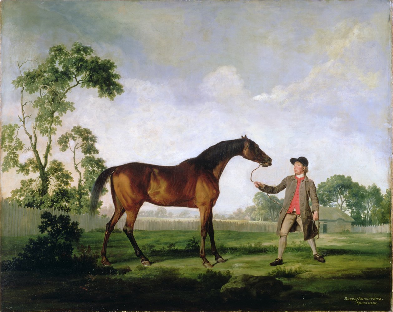 Hertugen av Ancasters bukthingst Spectator, holdt av en brudgom, ca. 1762-5 av George Stubbs