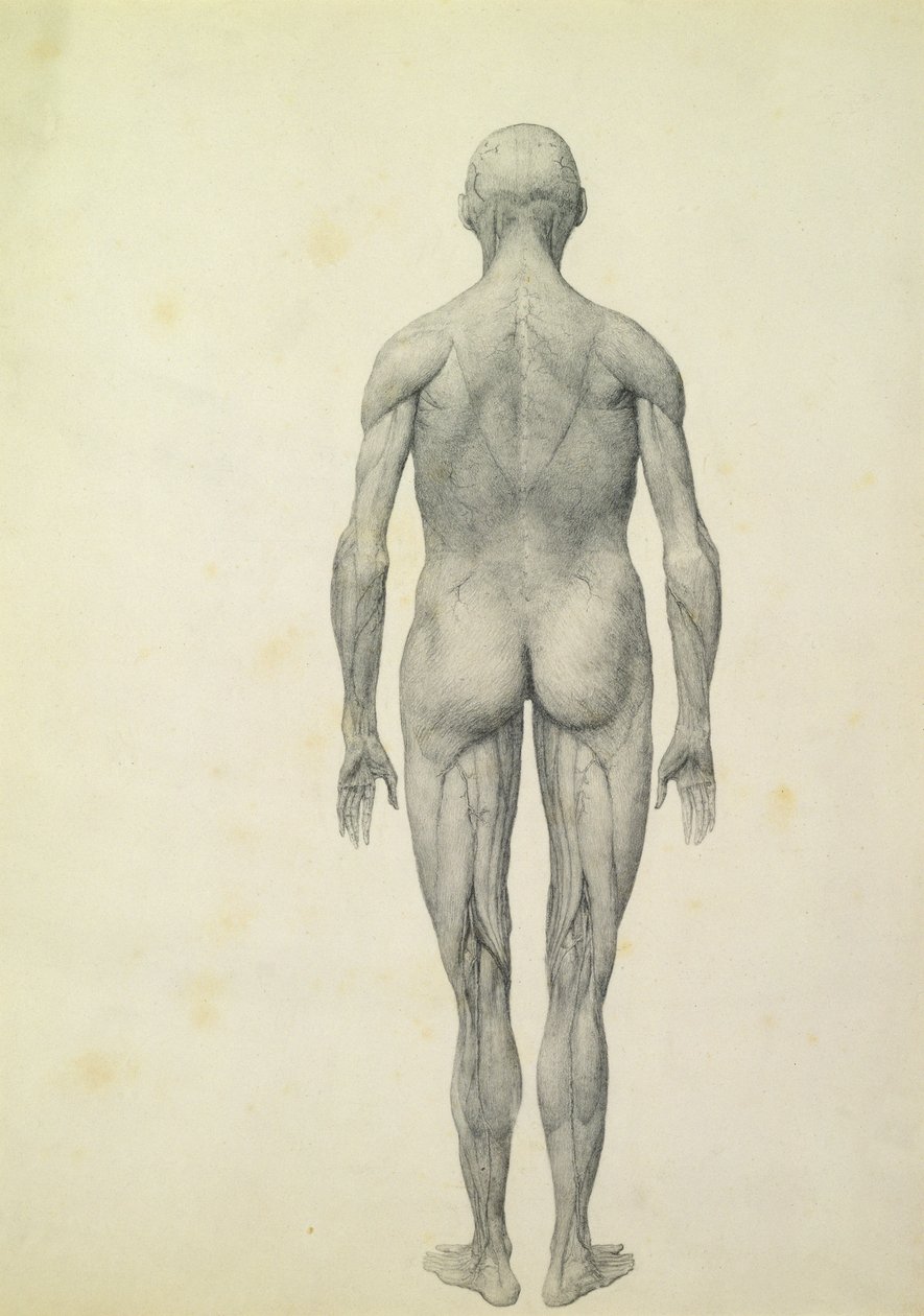 The Human Figure, anterior view, fra serien 