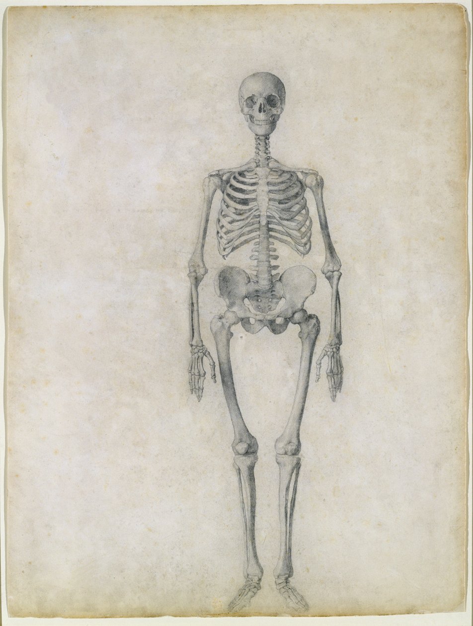The Human Skeleton, anterior view, fra serien 