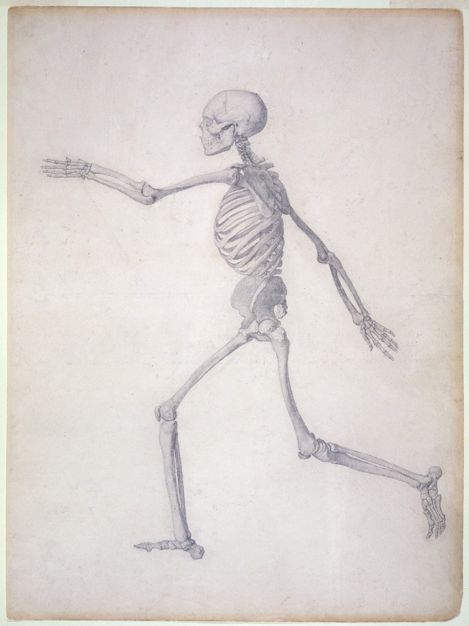 The Human Skeleton, lateral view, fra serien 