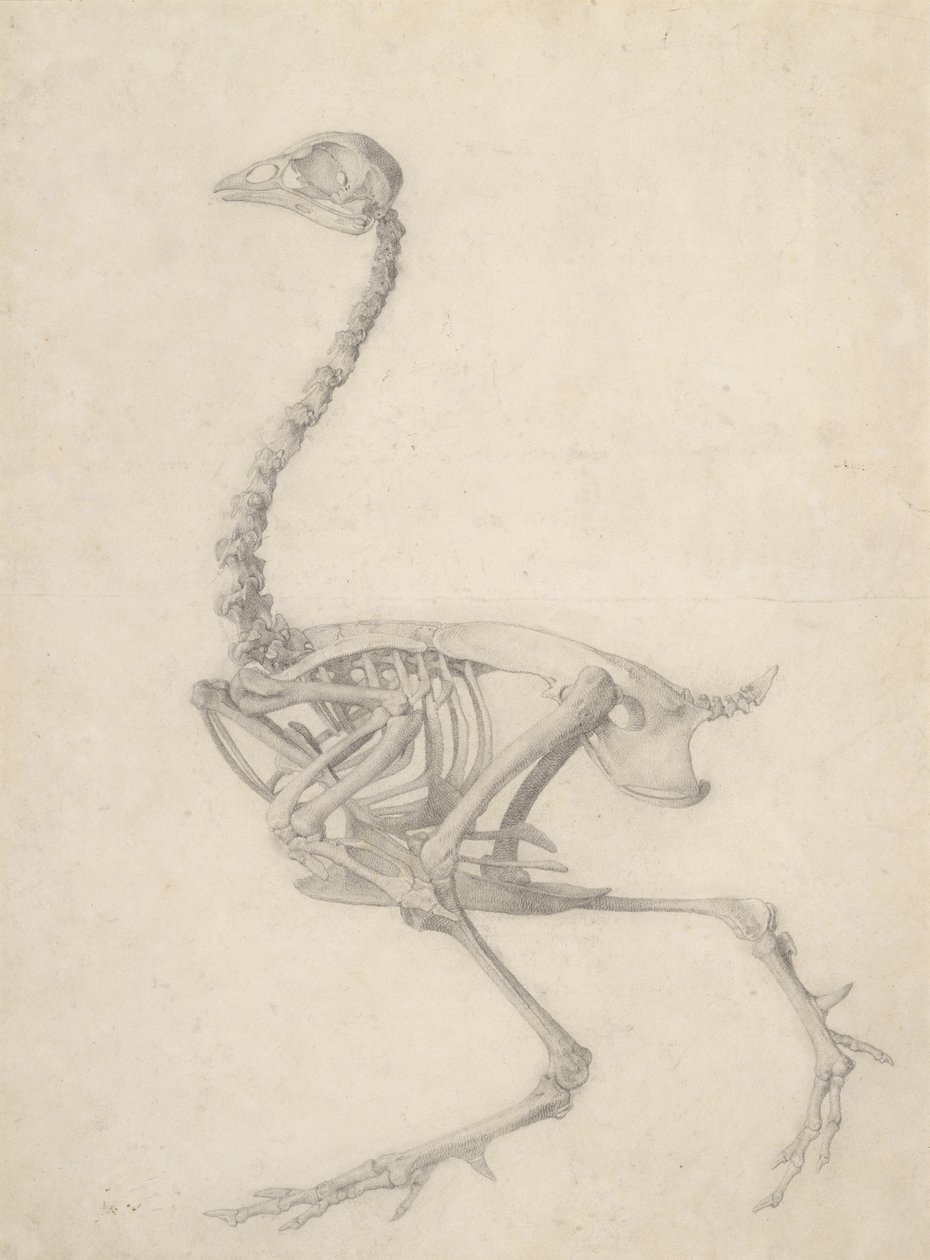 The Skeleton of a Fowl, fra serien 