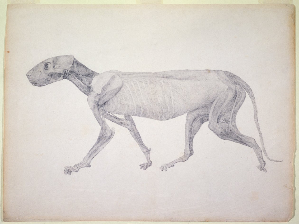 Tiger: Lateral View, delvis dissekert, fra serien 