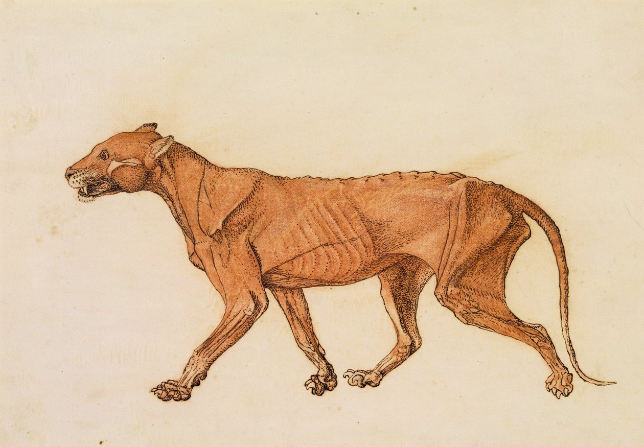Tiger, sidevisning, hud fjernet, fra "En sammenlignende anatomisk fremstilling av strukturen til menneskekroppen med strukturen til en tiger og en fugl" (rødt kritt og blekk på papir) av George Stubbs