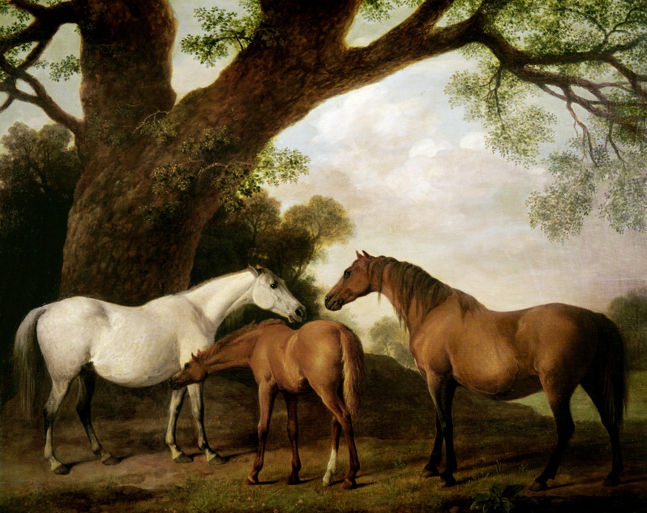 To Shafto-hopper og et føll, 1774 av George Stubbs