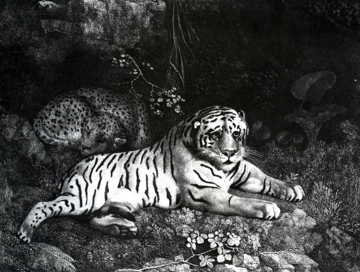 To tigre, 1788 av George Stubbs
