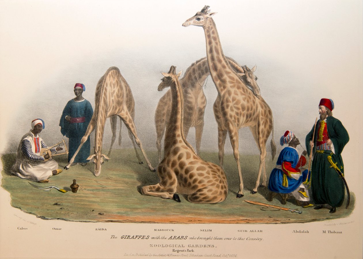 Sjiraffene med araberne, 1836 av George the Elder Scharf