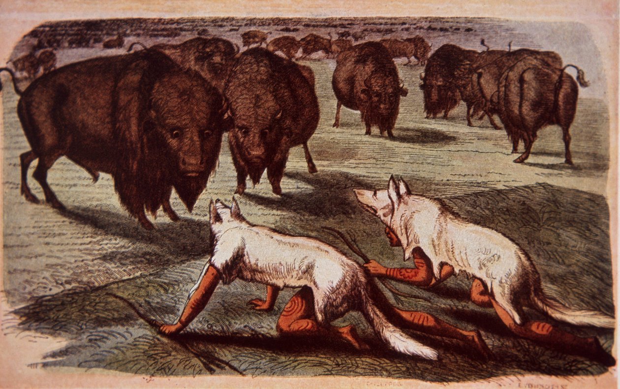 Nordamerikanske sletteindianere kryper opp på beitende bøfler mens de har på seg ulveskinn, ca. 1840 (farge litho) av George (after) Catlin