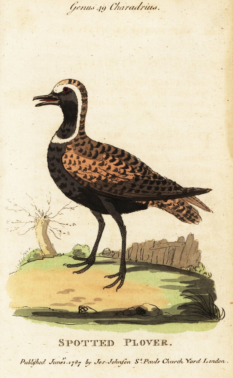 Amerikansk gullhår eller flekkete, Pluvialis dominica av George (after) Edwards