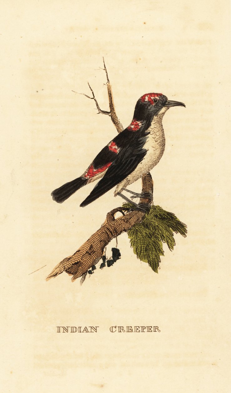 Amerikansk treecreeper eller brun creeper, Certhia americana av George (after) Edwards