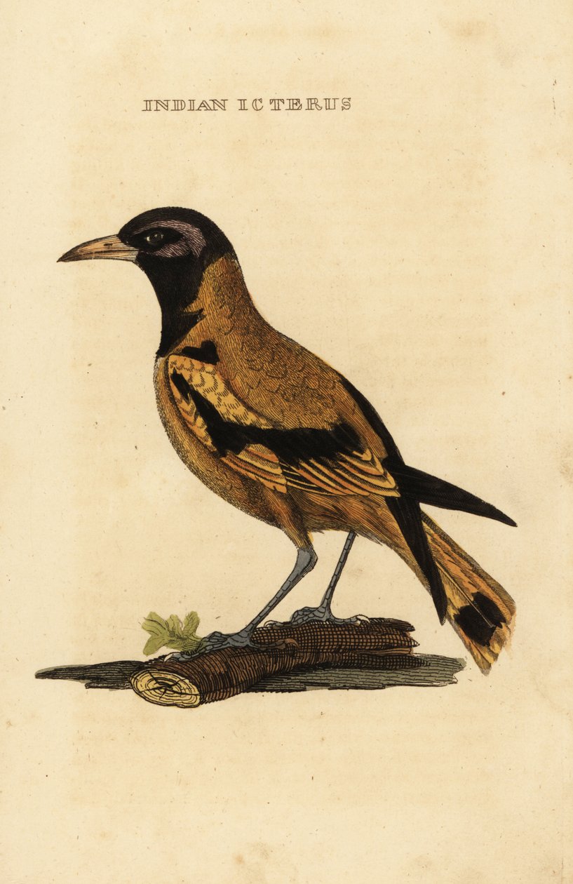Audubons oriole eller svarthodet oriole, Icterus graduacauda av George (after) Edwards
