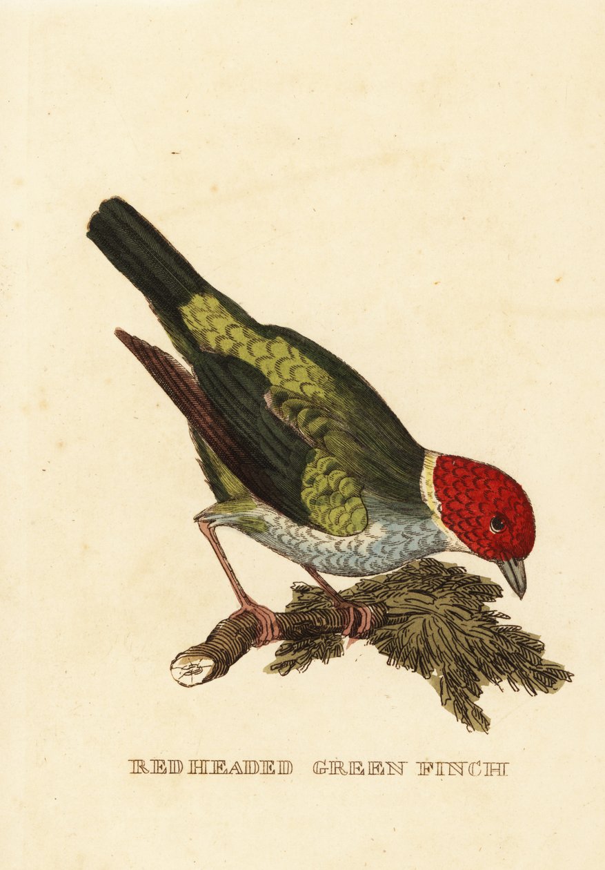 Tanager med bukhode, Tangara gyrola av George (after) Edwards