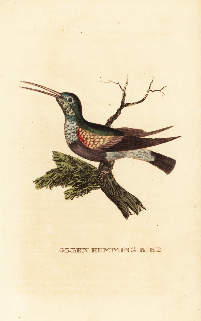 Svartbukkolibri, Eupherusa nigriventris, hunn av George (after) Edwards