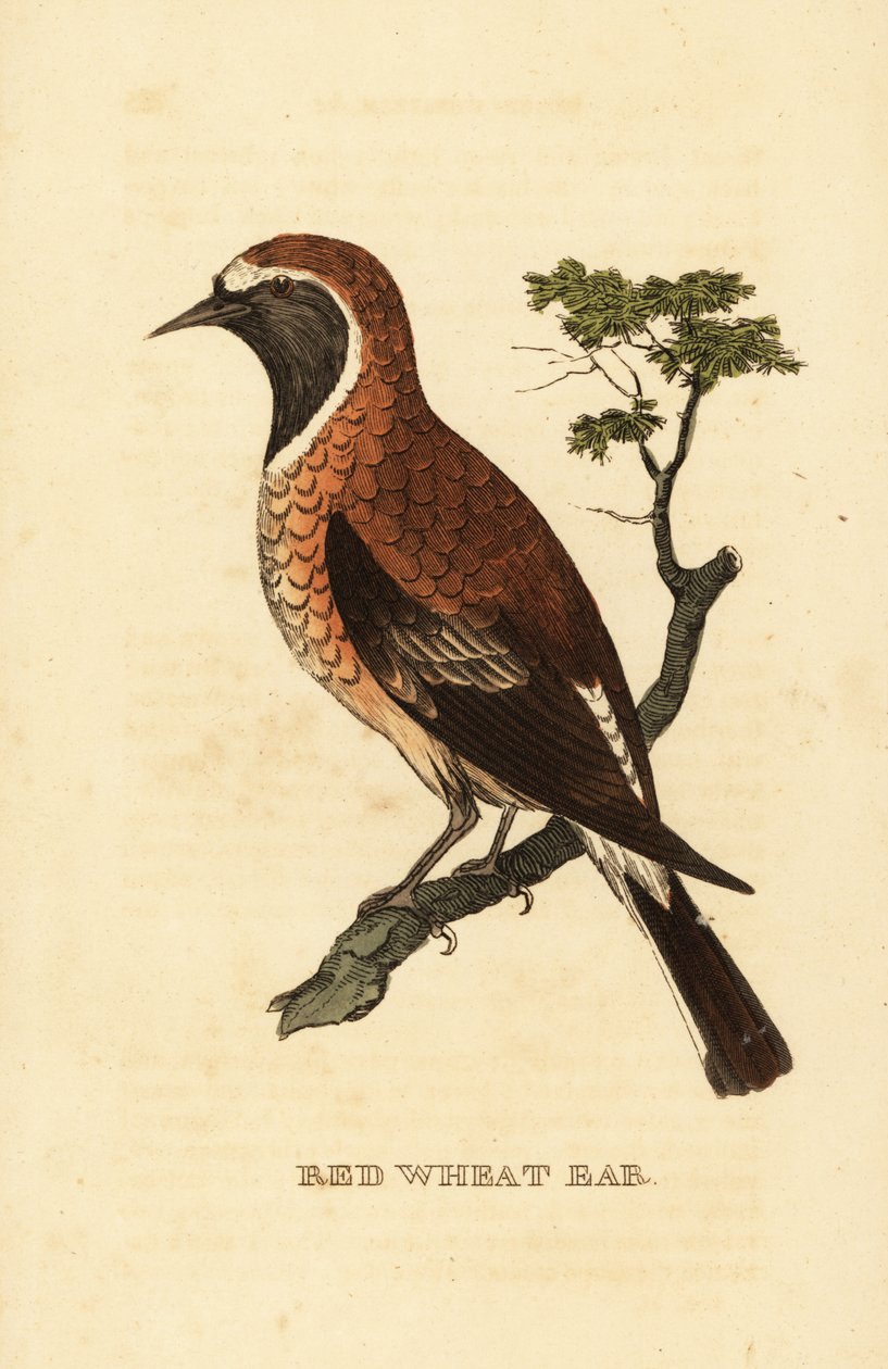 Svartøret hvetemorf, Oenanthe hispanica stapazina av George (after) Edwards