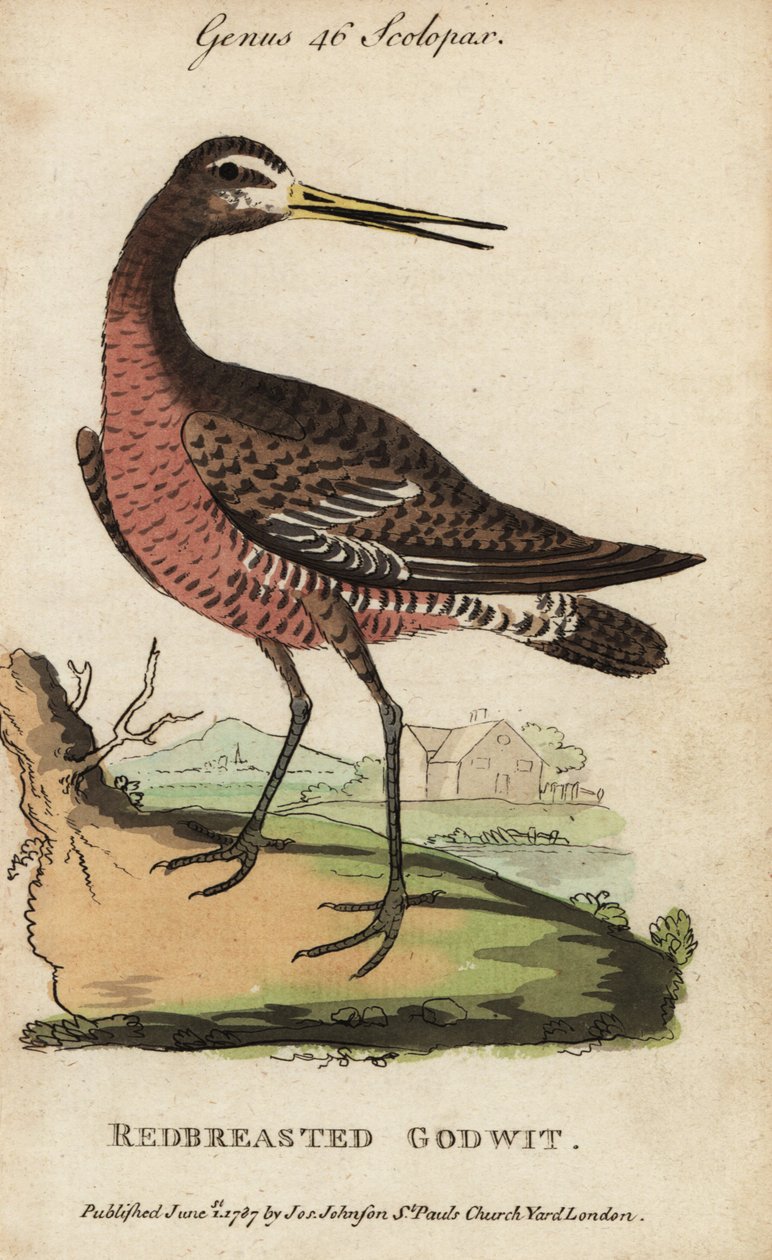 Svarthalespove eller rødbrystspove, Limosa limosa av George (after) Edwards