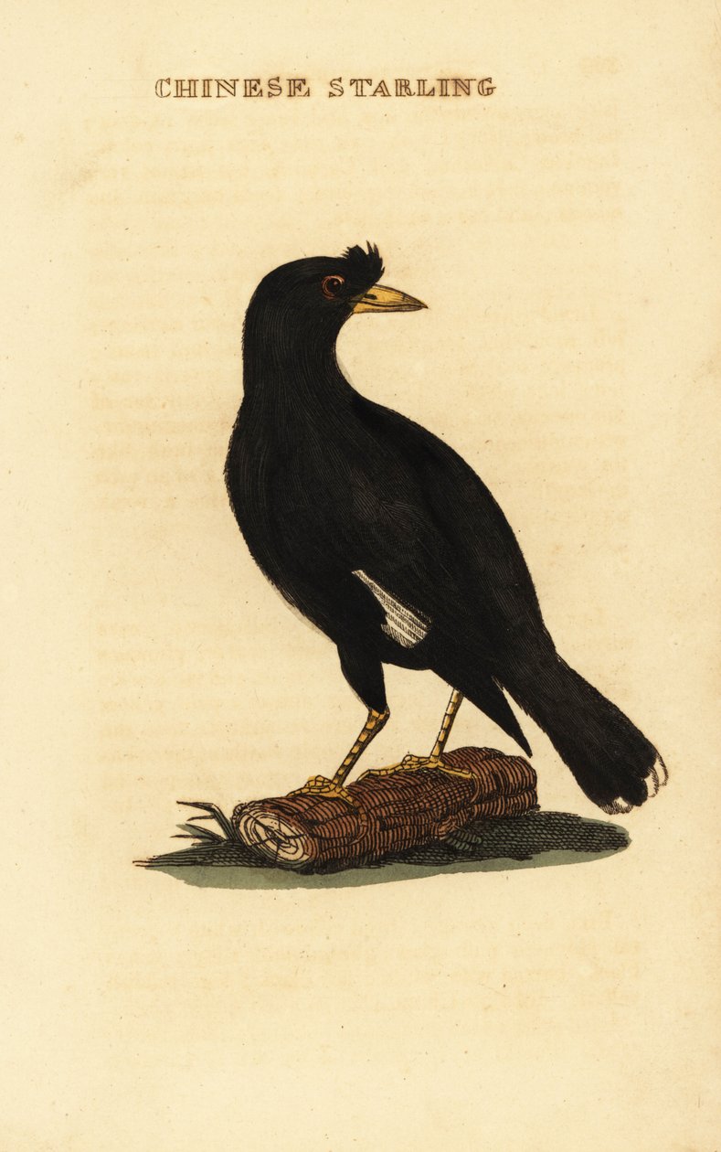 Crested myna, Acridotheres cristatellus av George (after) Edwards