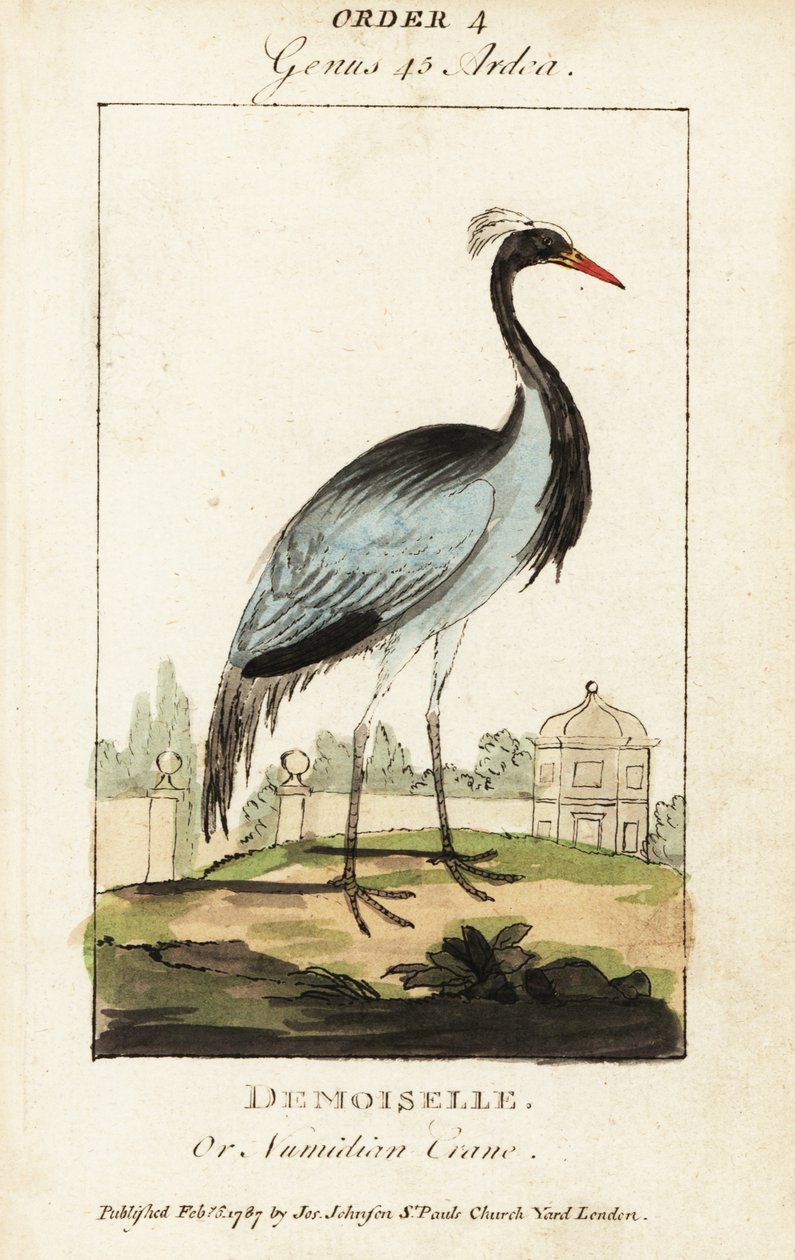 Damsel eller Numidian trane, Grus jomfru av George (after) Edwards