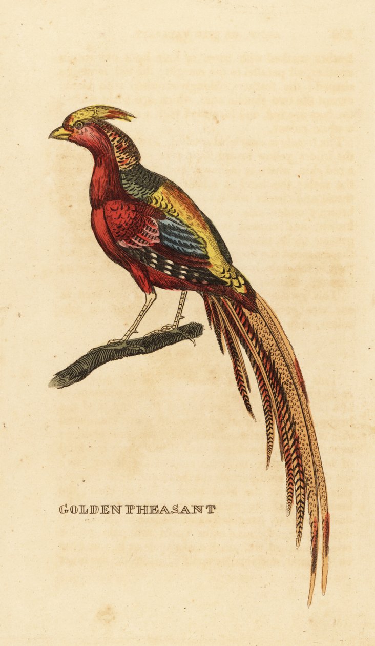 Gullfasan, Chrysolophus pictus av George (after) Edwards