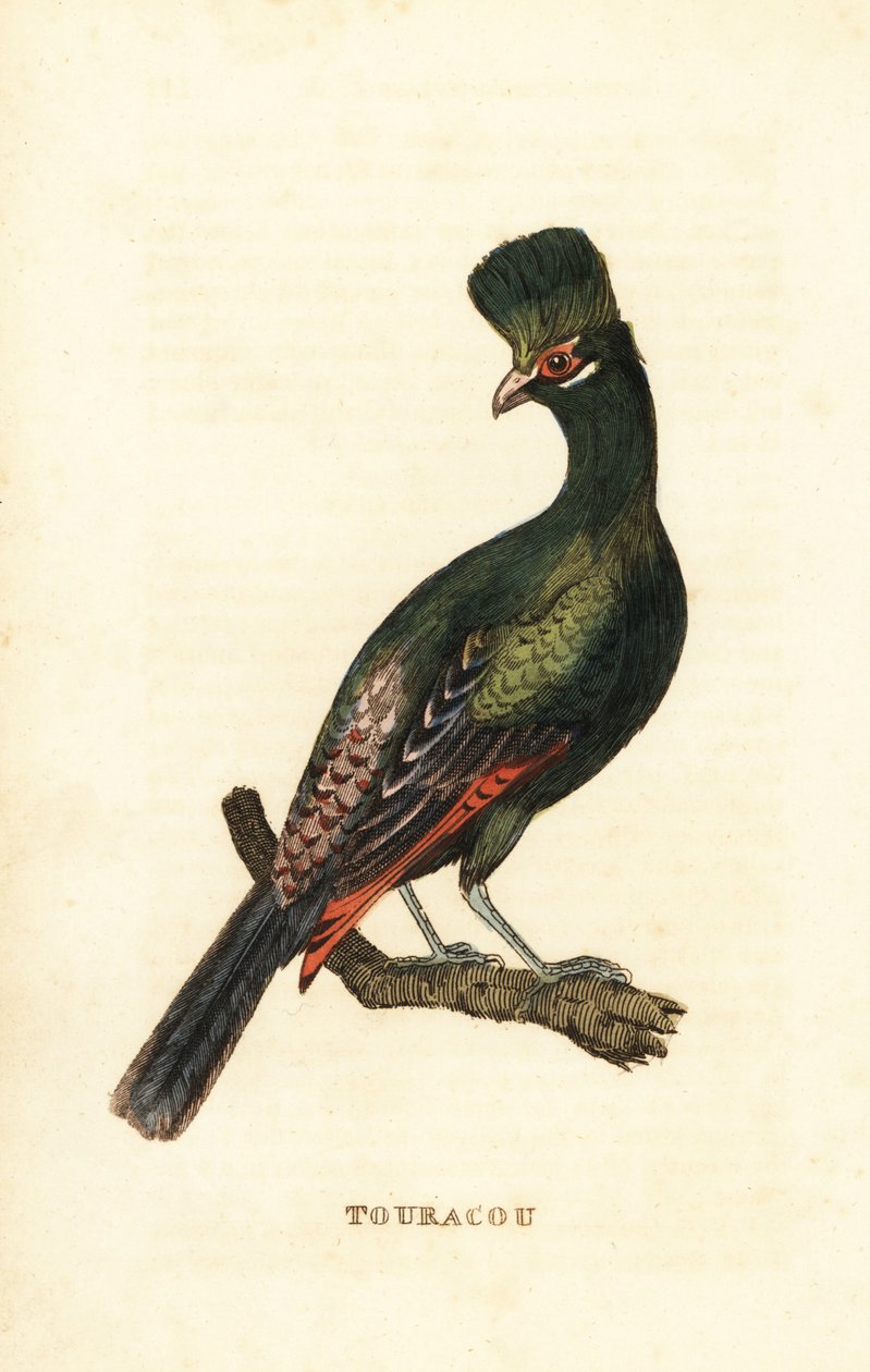 Guinea turaco eller grønn turaco, Tauraco persa av George (after) Edwards